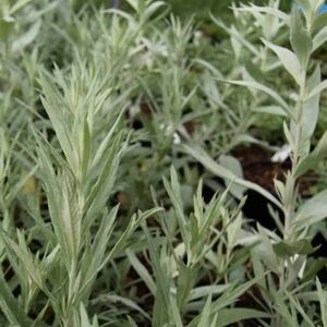 Artemisia ludoviciana 'Valerie Finnis' ---